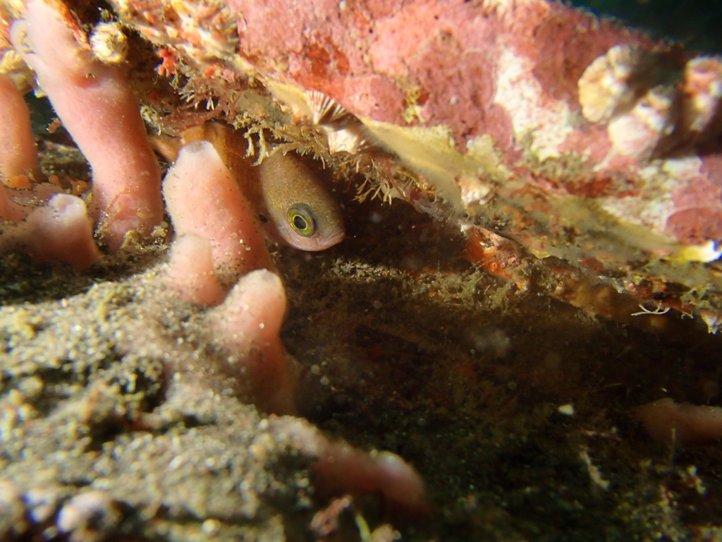 引きこもりの小魚