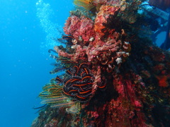 海の生物