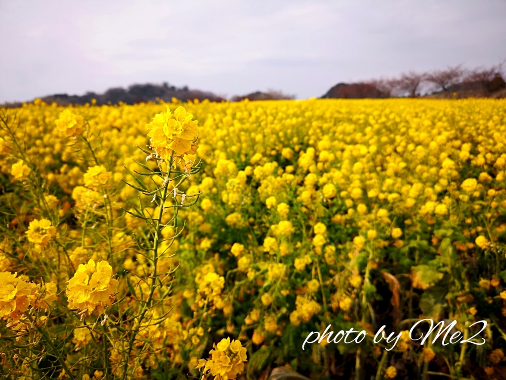 菜の花畑