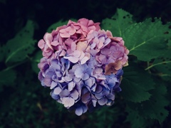 紫陽花