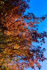 IMG_3975