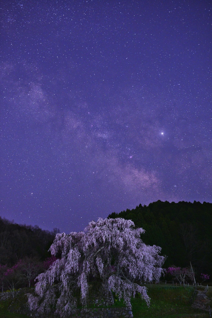 又兵衛桜