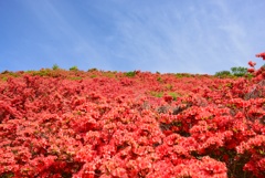 葛城山の春