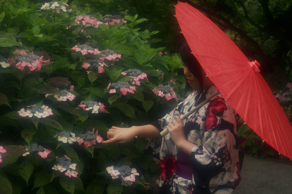紫陽花と浴衣