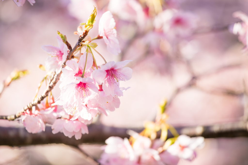 佐久間ダムの桜