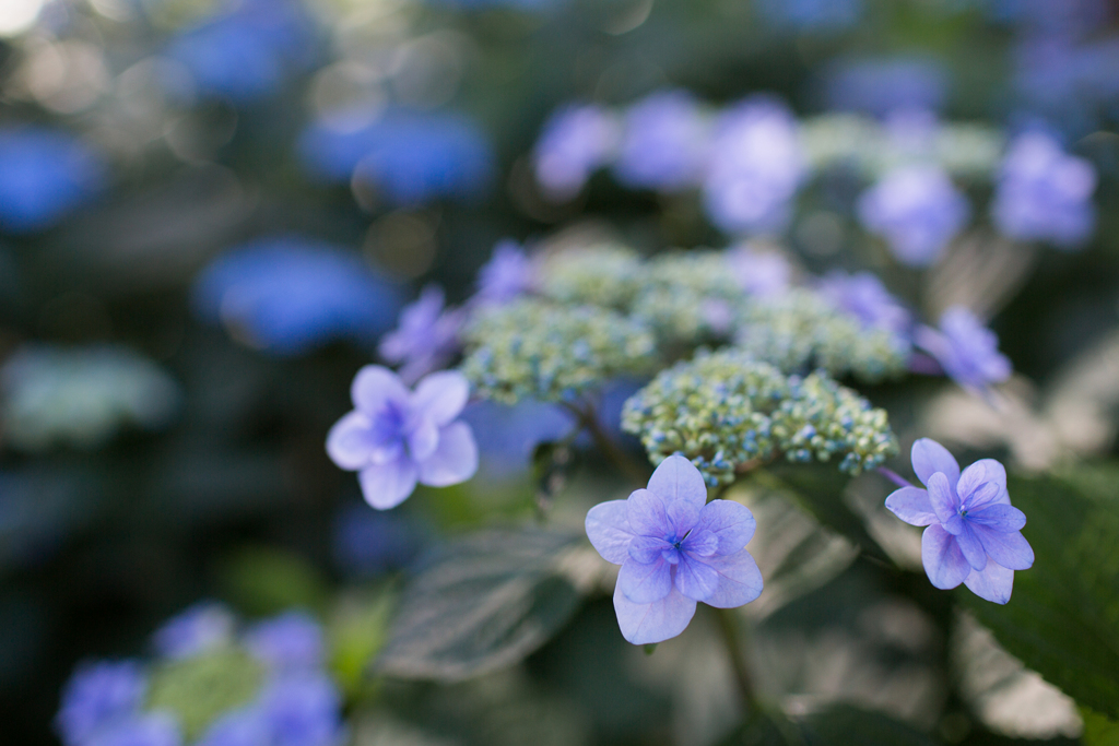紫陽花