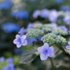 紫陽花