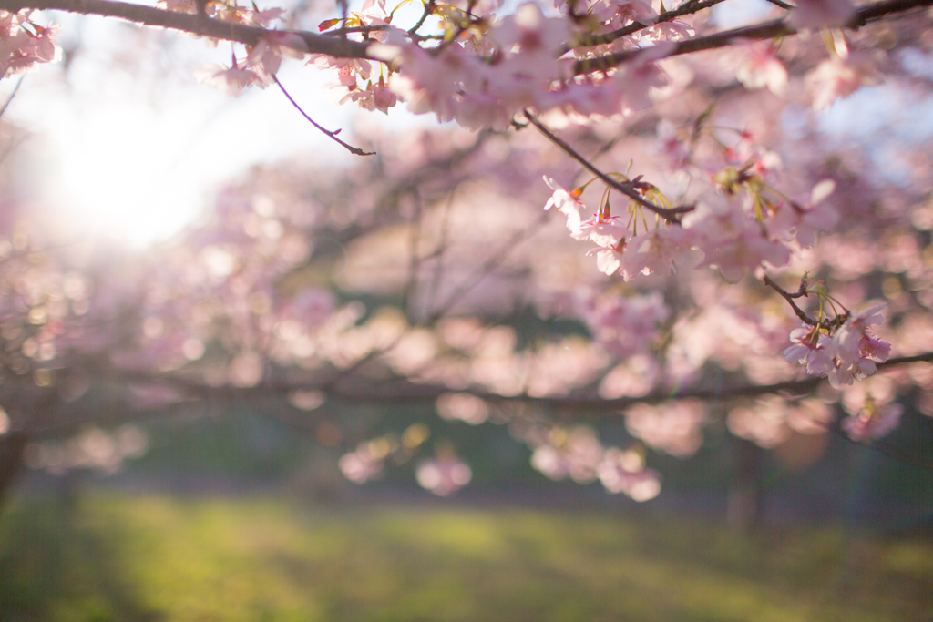 佐久間ダムの桜