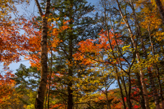 紅葉日和