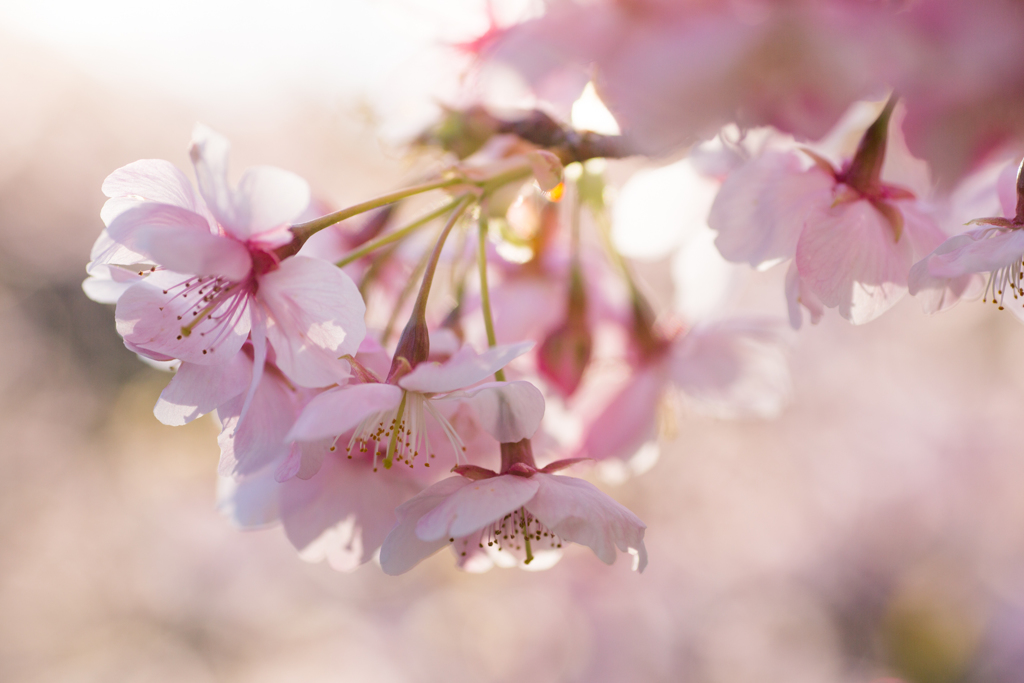 佐久間ダムの桜
