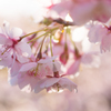 佐久間ダムの桜