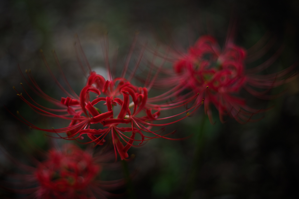 曼珠沙華