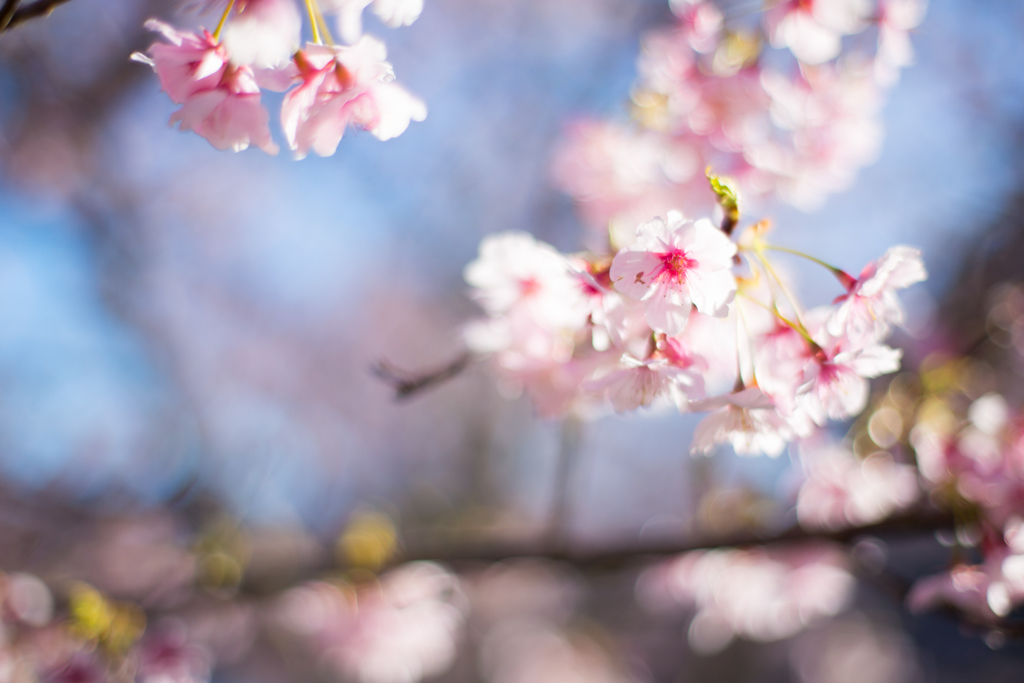 佐久間ダムの桜