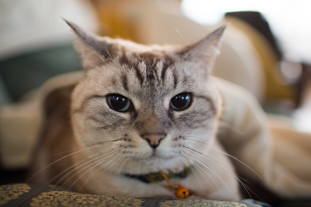 猫