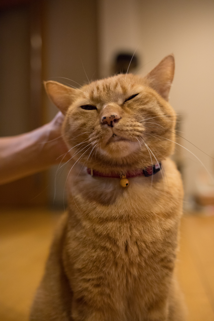 【お試し写真】ネコ