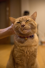 【お試し写真】ネコ