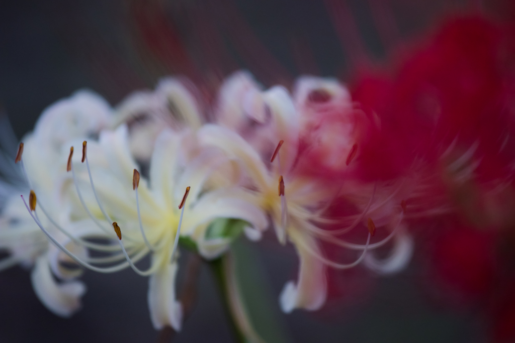 曼珠沙華