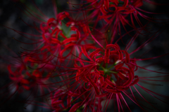 曼珠沙華