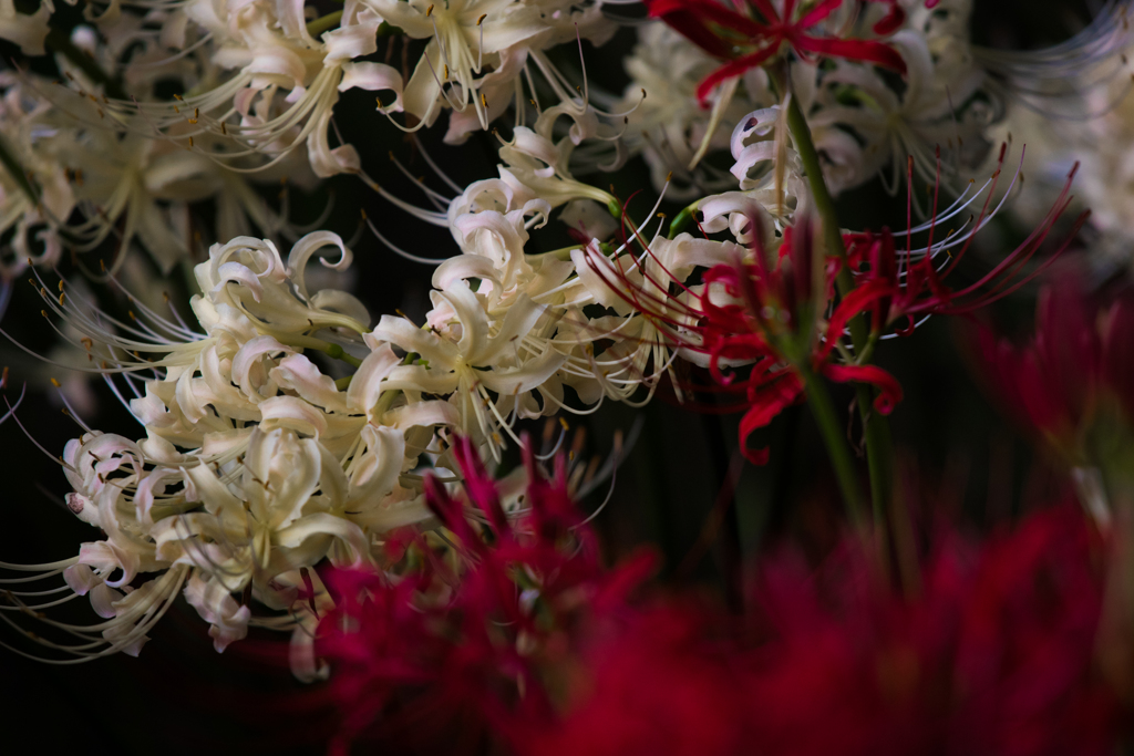 曼珠沙華