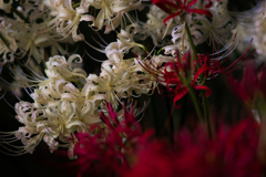曼珠沙華