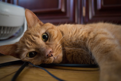 猫