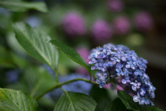 紫陽花