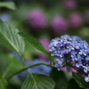 紫陽花