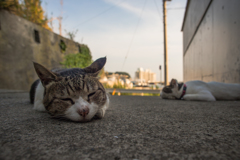 野良猫