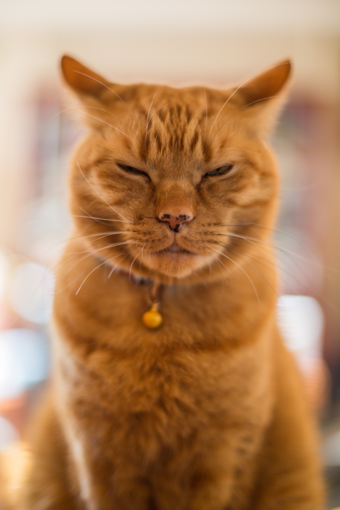 猫