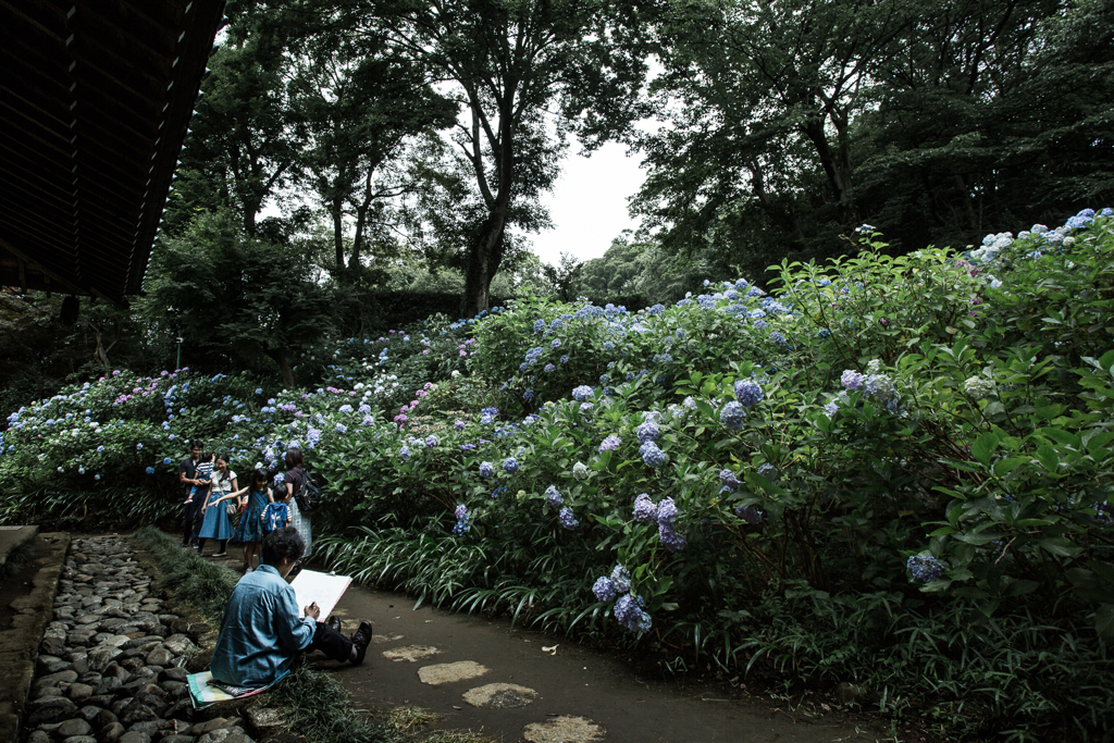 紫陽花