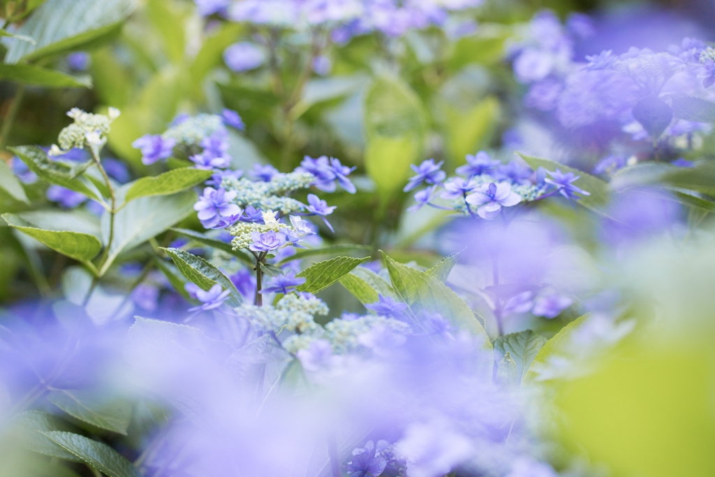 紫陽花