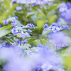 紫陽花