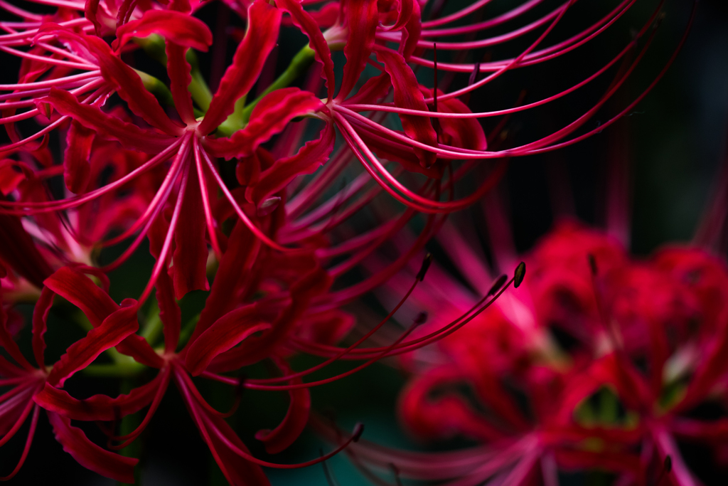 曼珠沙華