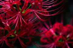 曼珠沙華