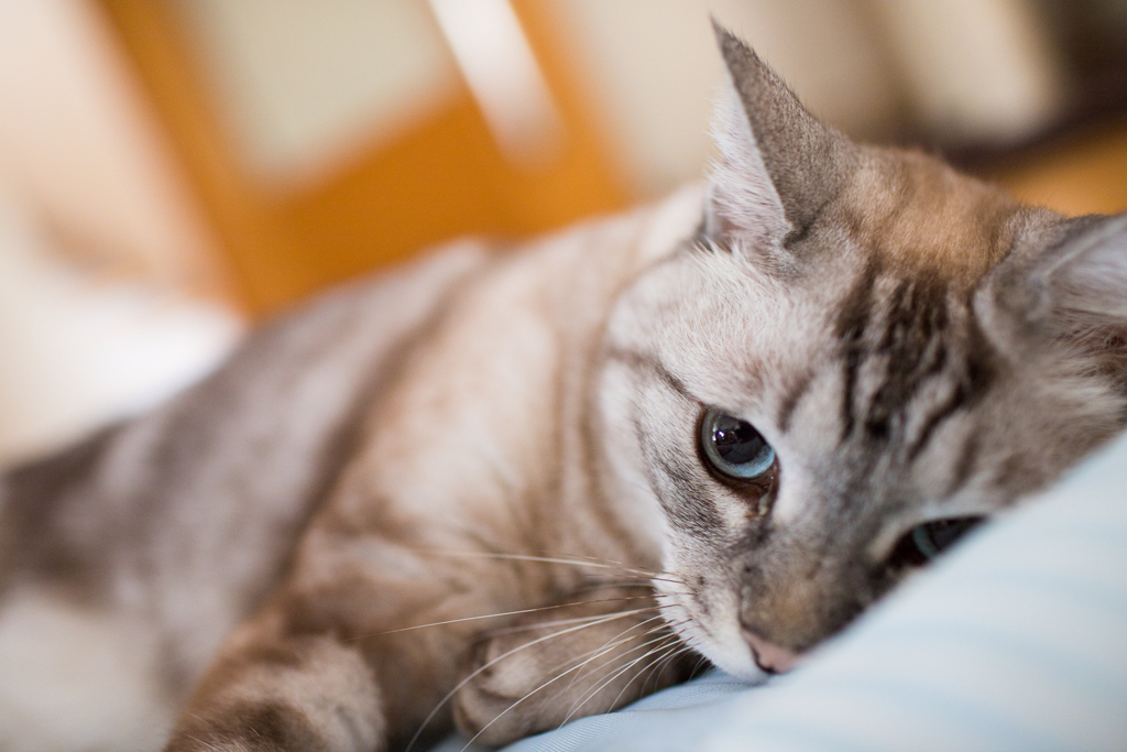 猫