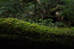 白駒の池
