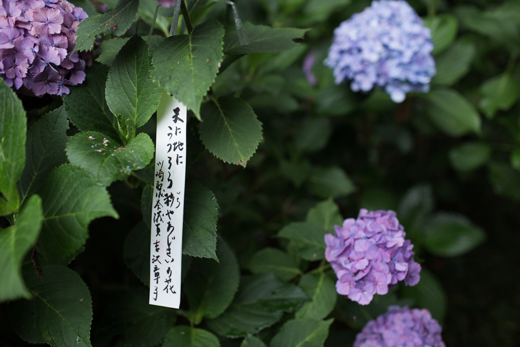 紫陽花
