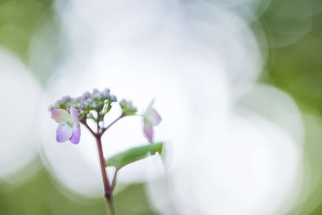 光則寺のヤマアジサイ