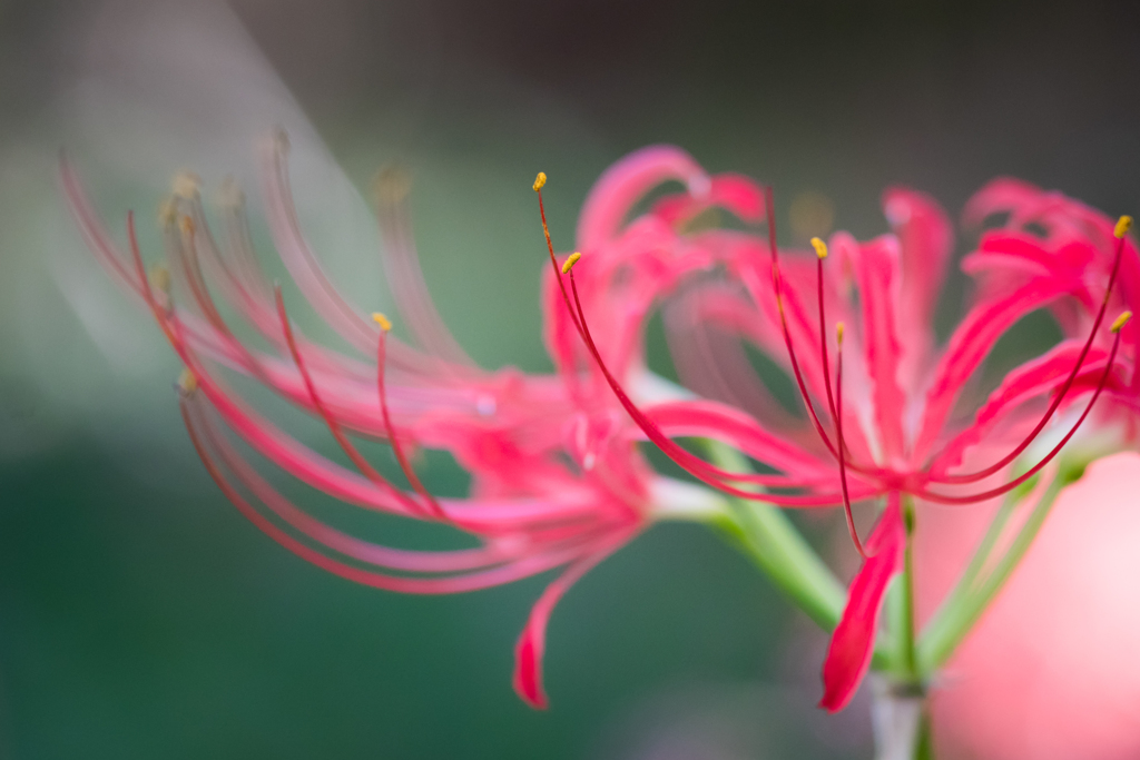 曼珠沙華