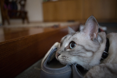 猫