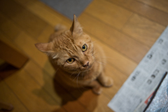 【お試し写真】ネコ