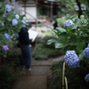紫陽花