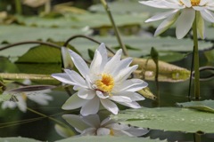 睡蓮その1