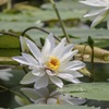 睡蓮その1