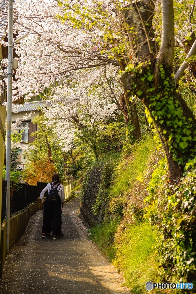 春・桜・花粉症