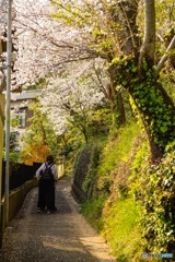 春・桜・花粉症