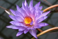 睡蓮その2