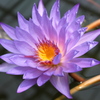 睡蓮その2