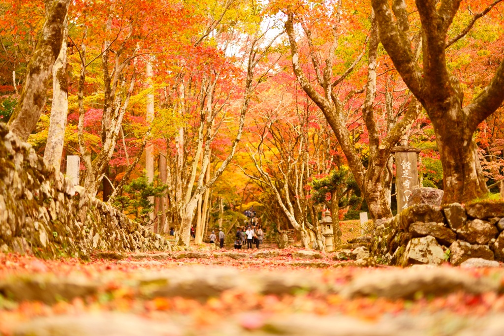 紅葉狩り