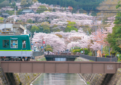 三井寺の桜